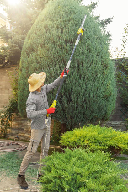 Best Fruit Tree Pruning  in Sutter, CA